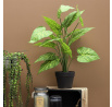 Umelá rastlina Alocasia 55 cm