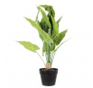 Umelá rastlina Alocasia 55 cm