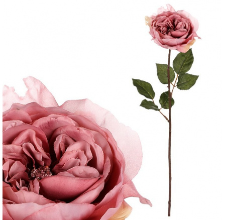 Růže anglická, světle růžová barva. Růže anglická, světle růžová barva.