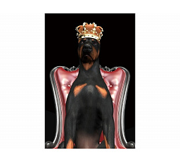 Obrázok pes v korunke 80X120