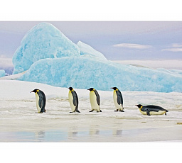 Obrázok PENGUINS 120X80
