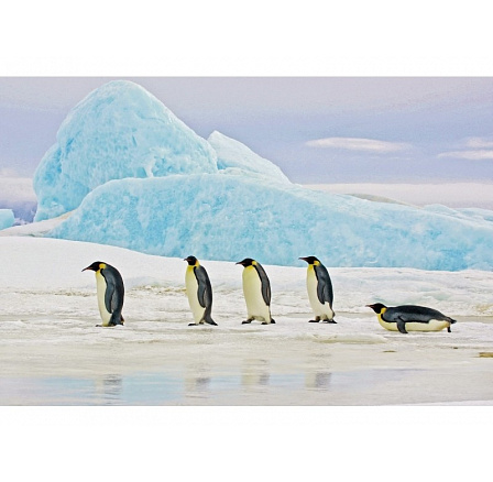 Obrázok PENGUINS 120X80